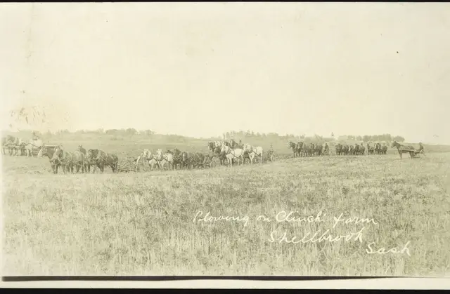 Ploughing with horse teams on a farm near Shellbrook